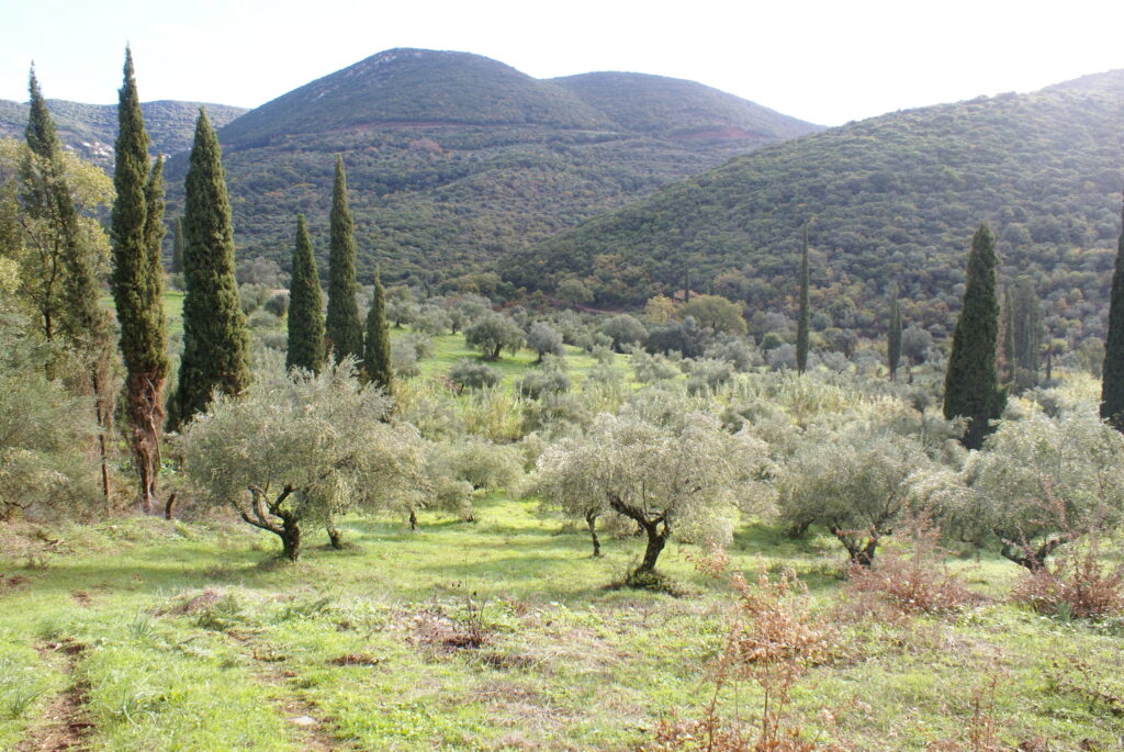 Hof in Kalamata, Griechenland: Ansicht des traditionellen Hofes, umgeben von Olivenbäumen